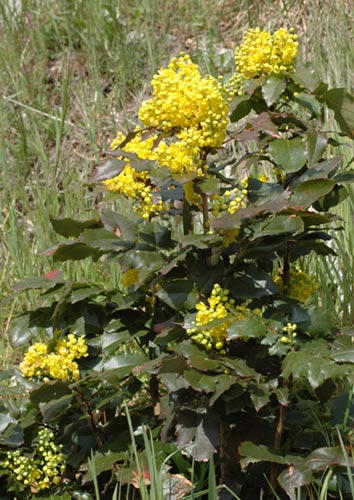 Mahonia aquifolium